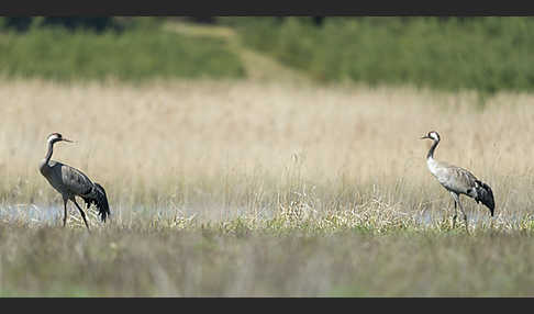 Kranich (Grus grus)