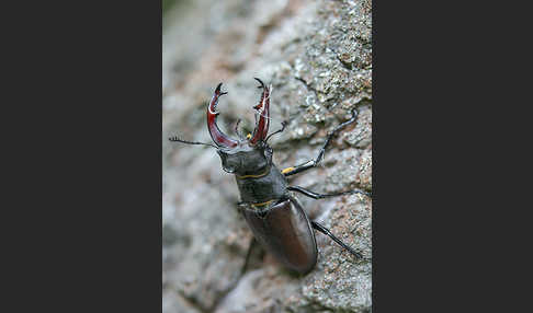 Hirschkäfer (Lucanus cervus)