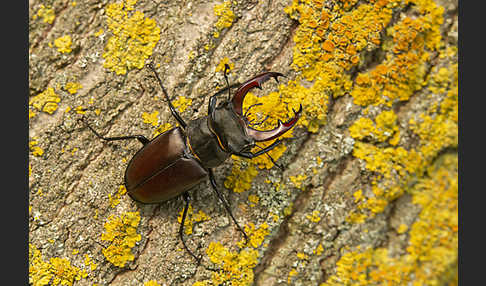 Hirschkäfer (Lucanus cervus)