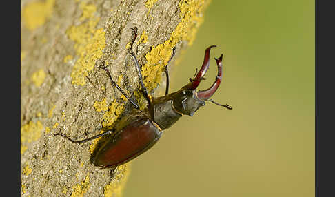 Hirschkäfer (Lucanus cervus)