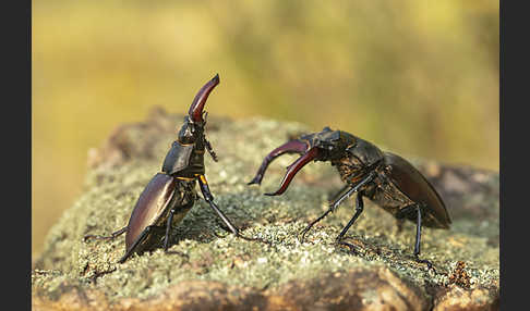 Hirschkäfer (Lucanus cervus)