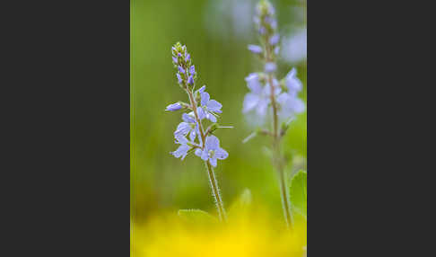 Echter Ehrenpreis (Veronica officinalis)