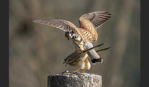 Turmfalke (Falco tinnunculus)