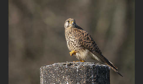 Turmfalke (Falco tinnunculus)