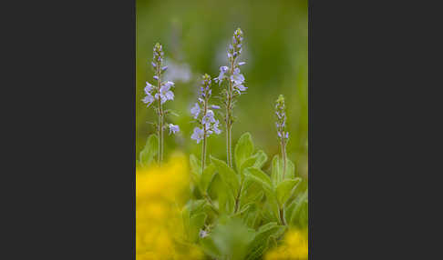 Echter Ehrenpreis (Veronica officinalis)