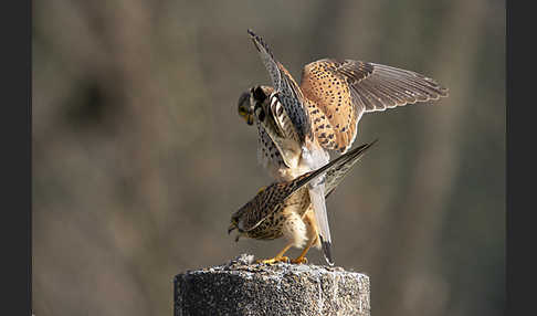 Turmfalke (Falco tinnunculus)