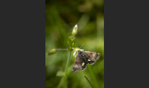 Hornkraut-Tageulchen (Panemeria tenebrata)