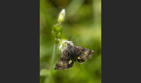 Hornkraut-Tageulchen (Panemeria tenebrata)