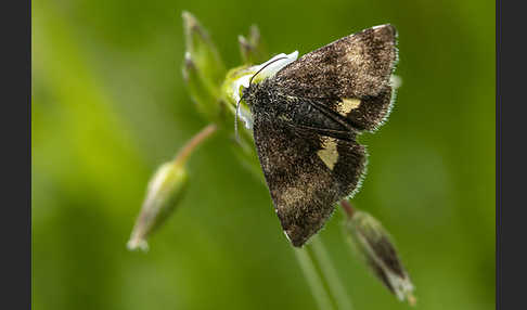 Hornkraut-Tageulchen (Panemeria tenebrata)