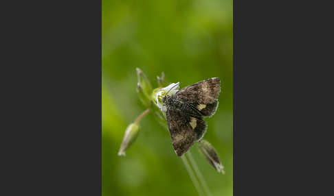 Hornkraut-Tageulchen (Panemeria tenebrata)