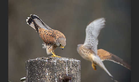 Turmfalke (Falco tinnunculus)