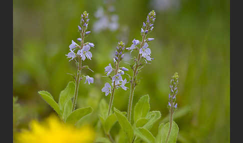 Echter Ehrenpreis (Veronica officinalis)