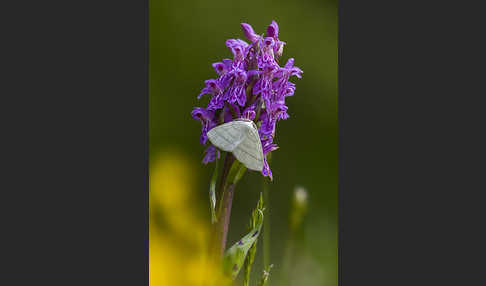 Weißstirn-Weißspanner (Cabera pusaria)