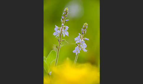 Echter Ehrenpreis (Veronica officinalis)