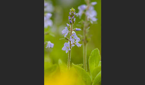 Echter Ehrenpreis (Veronica officinalis)