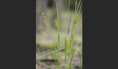 Schnabel-Segge (Carex rostrata)