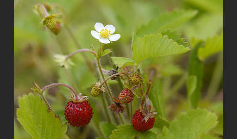 Wald-Erdbeere (Fragaria vesca)