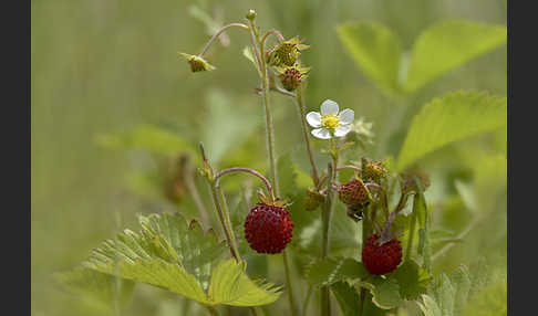 Wald-Erdbeere (Fragaria vesca)