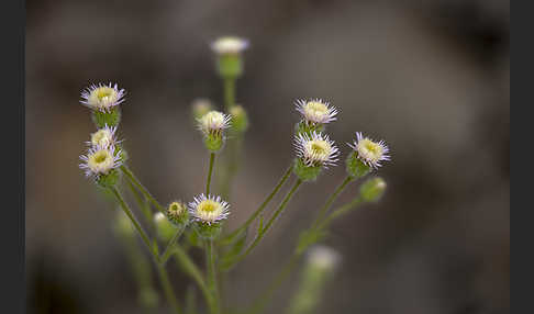 Scharfes Berufkraut (Erigeron acris)