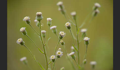 Scharfes Berufkraut (Erigeron acris)