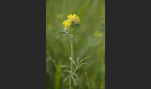 Gewöhnlicher Wundklee (Anthyllis vulneraria)