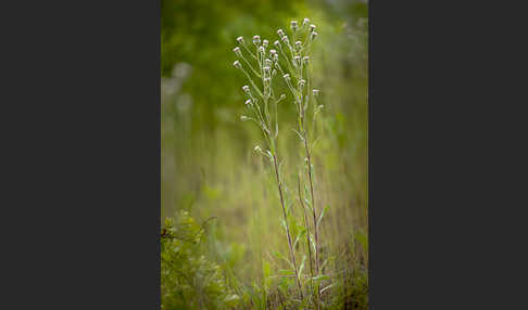 Scharfes Berufkraut (Erigeron acris)