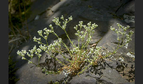 Ausdauernder Knäuel (Scleranthus perennis)