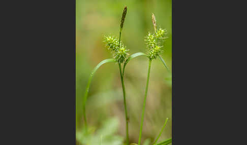 Aufsteigende Segge (Carex demissa)