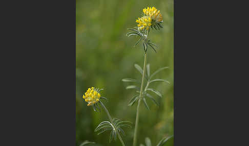 Gewöhnlicher Wundklee (Anthyllis vulneraria)