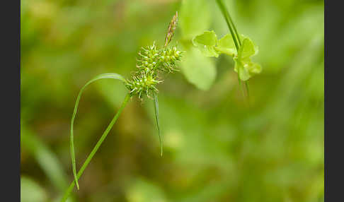 Aufsteigende Segge (Carex demissa)