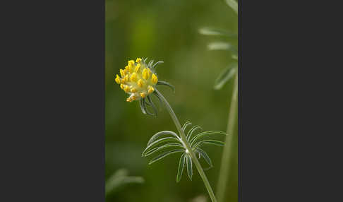 Gewöhnlicher Wundklee (Anthyllis vulneraria)