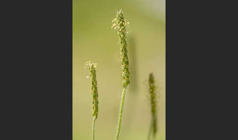 Krähenfuß-Wegerich (Plantago coronopus)