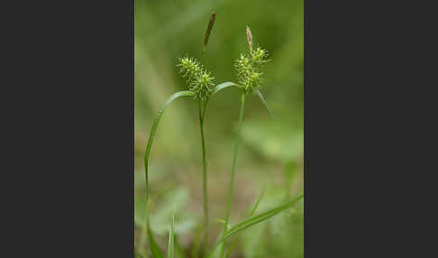 Aufsteigende Segge (Carex demissa)