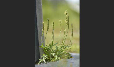 Krähenfuß-Wegerich (Plantago coronopus)