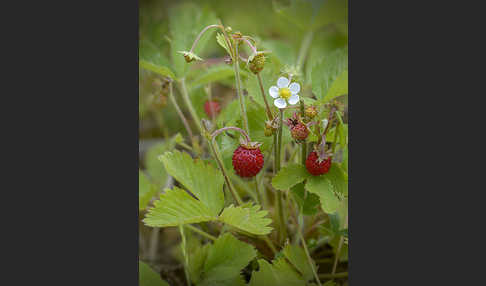 Wald-Erdbeere (Fragaria vesca)