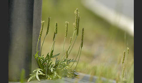 Krähenfuß-Wegerich (Plantago coronopus)