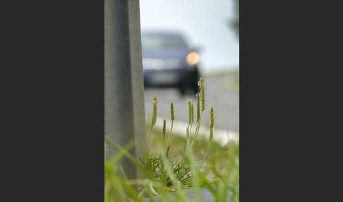 Krähenfuß-Wegerich (Plantago coronopus)