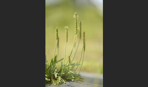 Krähenfuß-Wegerich (Plantago coronopus)