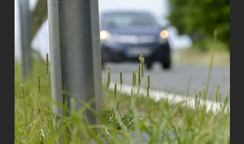 Krähenfuß-Wegerich (Plantago coronopus)