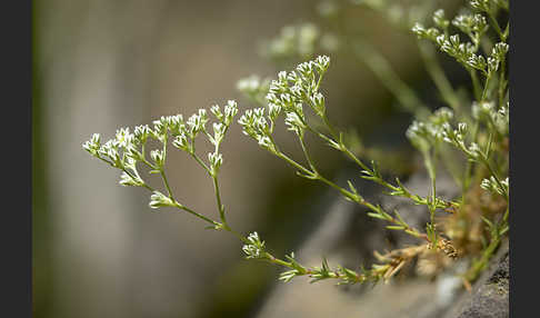 Ausdauernder Knäuel (Scleranthus perennis)