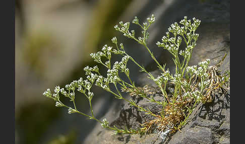 Ausdauernder Knäuel (Scleranthus perennis)