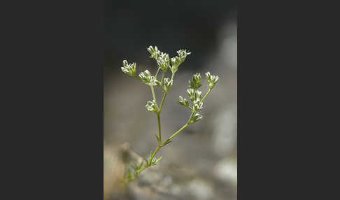 Ausdauernder Knäuel (Scleranthus perennis)