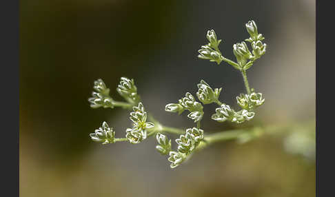 Ausdauernder Knäuel (Scleranthus perennis)