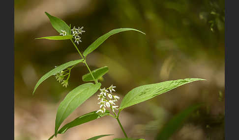 Quirl-Weißwurz (Polygonatum verticillatum)