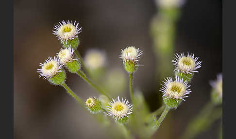 Scharfes Berufkraut (Erigeron acris)