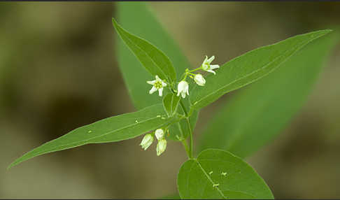 Quirl-Weißwurz (Polygonatum verticillatum)