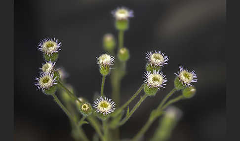 Scharfes Berufkraut (Erigeron acris)