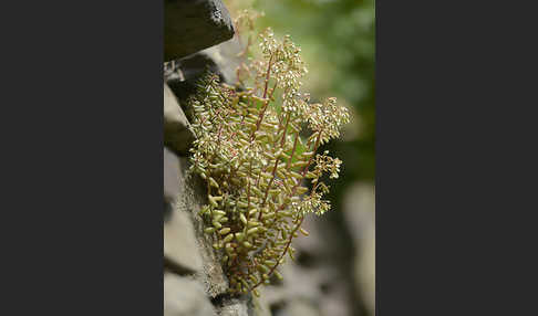Mauerpfeffer (Sedum spec.)