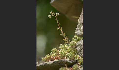 Mauerpfeffer (Sedum spec.)