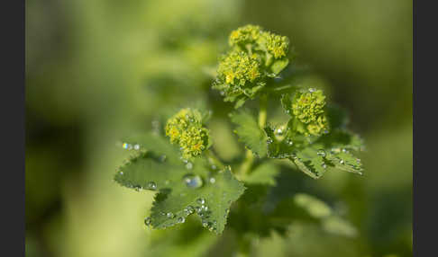 Gelbgrüner Frauenmantel (Alchemilla xanthochlora)